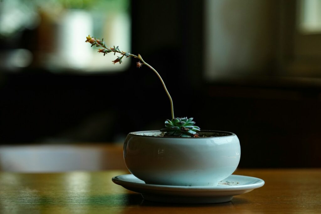 a small plant in a white cup on a table