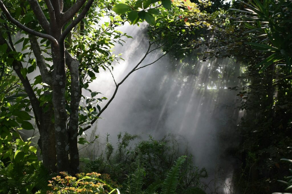 Misty sunlight streams through lush green foliage.