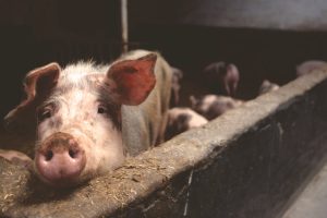 Close-up of a curious pig in a barn, highlighting farm life.