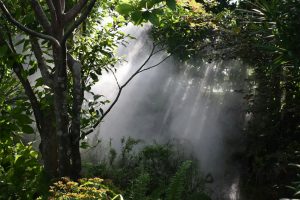 Misty sunlight streams through lush green foliage.